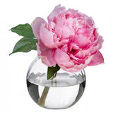 Peony Blossom