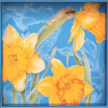 Daffodils in Bloom Tray