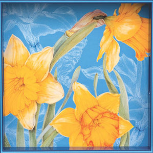 Daffodils in Bloom Tray